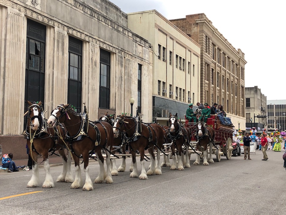 clydesdale horses 1