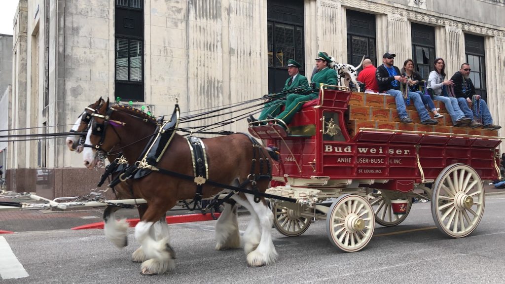 clydesdale horses mardi gras beaumont