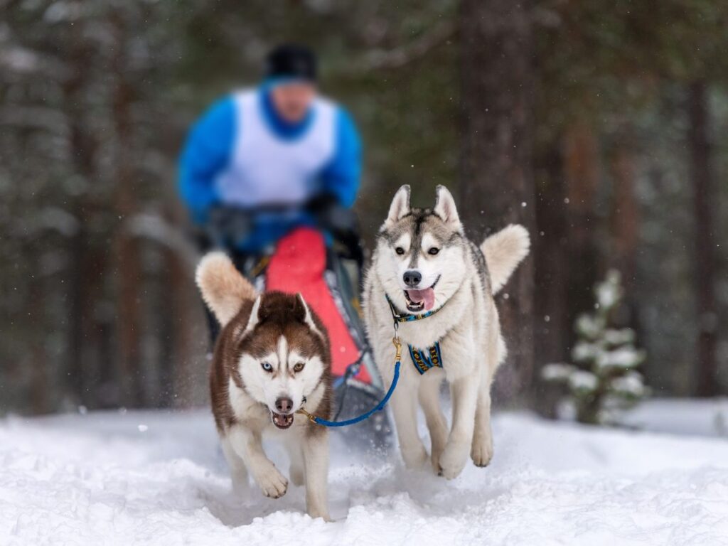 Husky dogs pulling a musher across the snow.