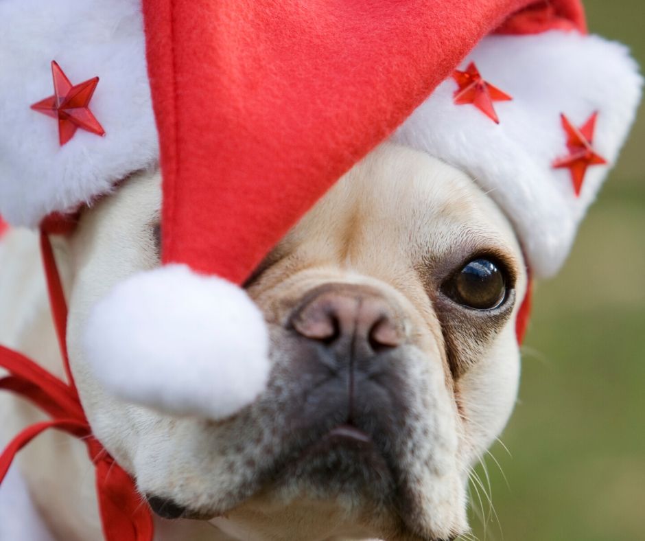 pet holiday safety tips