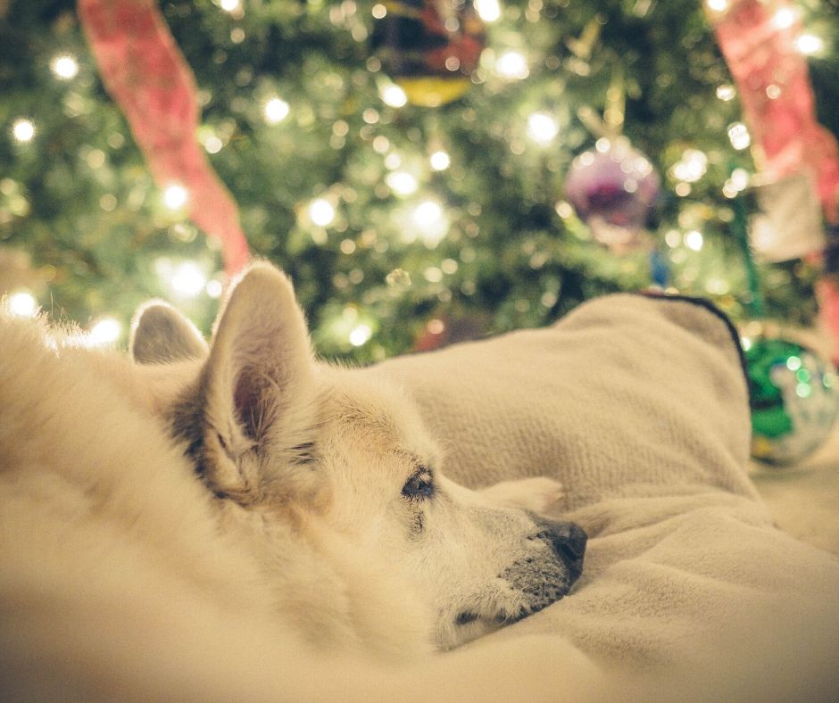 pet holiday safety tips