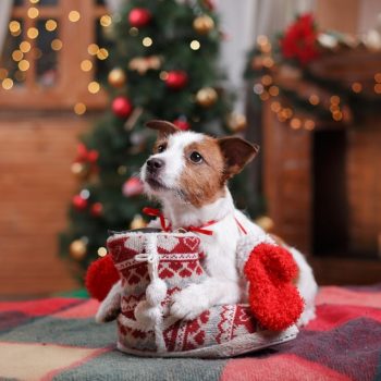 pet holiday safety tips