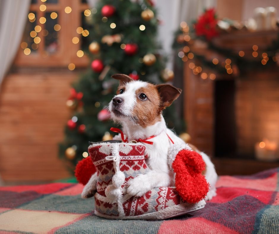 pet holiday safety tips