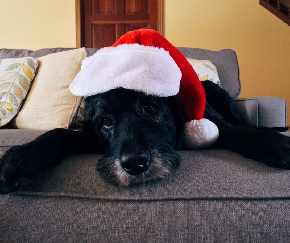 pet holiday safety tips
