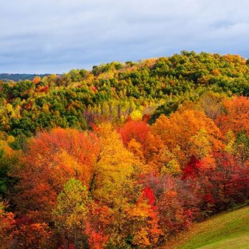fall foilage