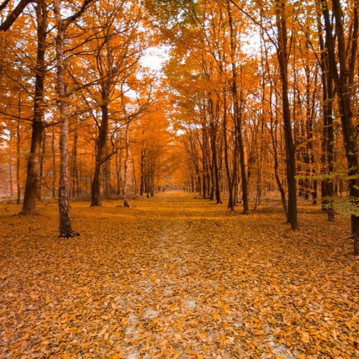 fall leaf peepers