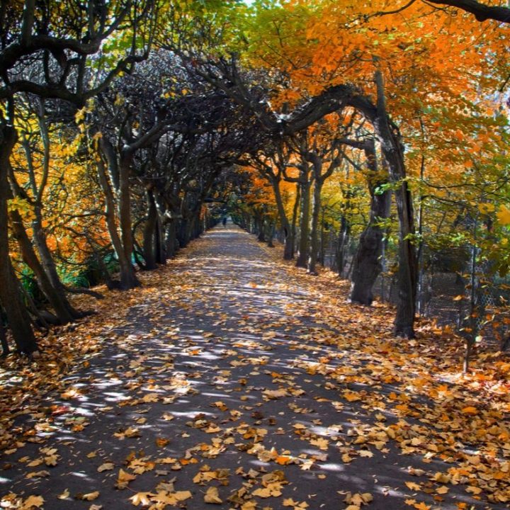 fall leaf peepers