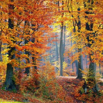 fall leaf peepers