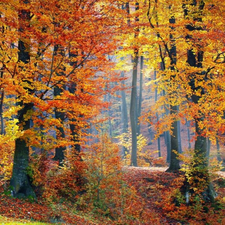 fall leaf peepers