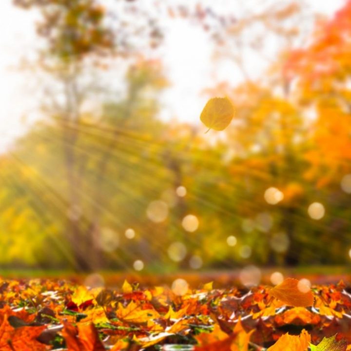 fall leaf peepers