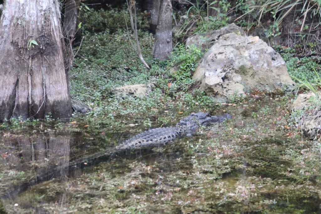 everglades alligators