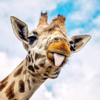 giraffe sticking tongue out