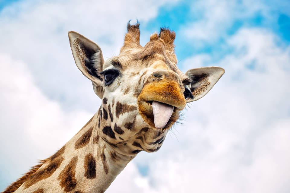 giraffe sticking tongue out