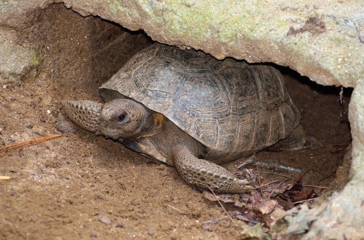 gopherturtle