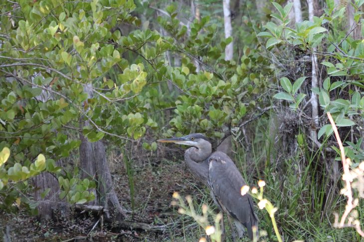 Photo of great heron everglades loop road.