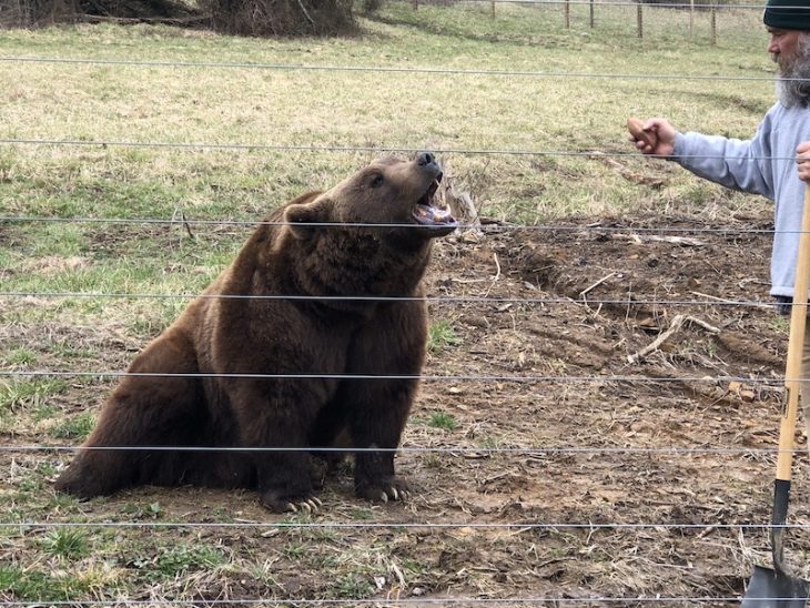 grizzly bear experience wilstem