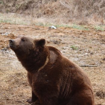 grizzly bear experience wilstem