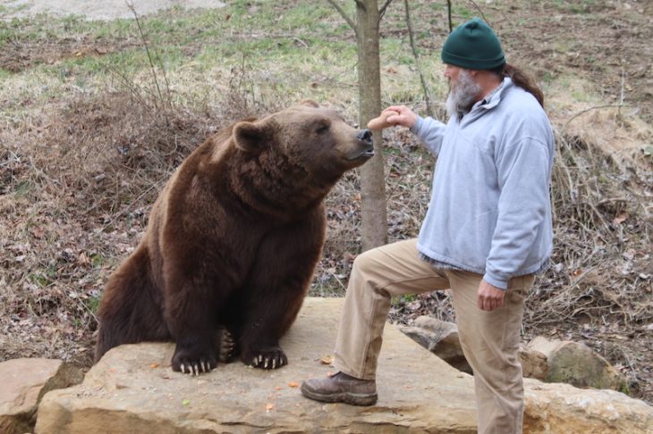 grizzly encounter wilstem