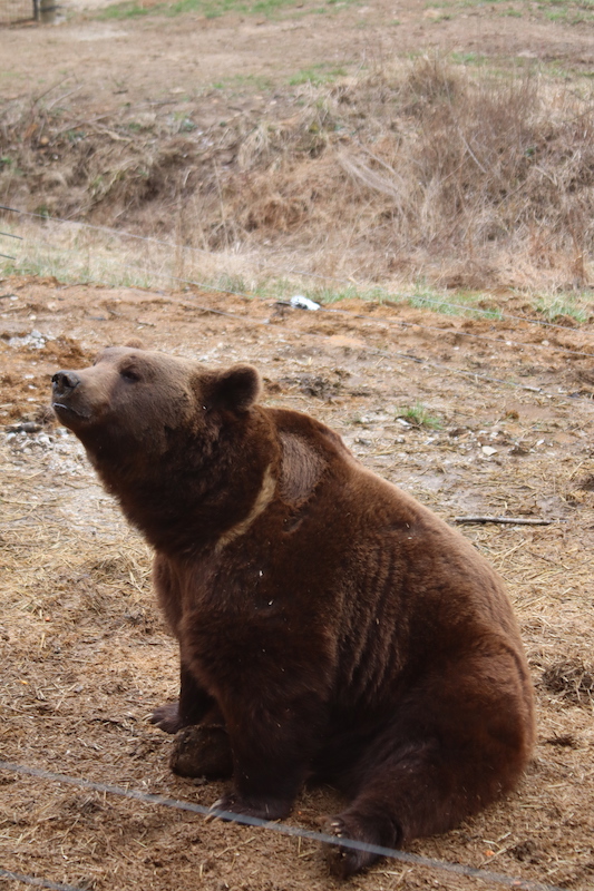 grizzly bear experience wilstem