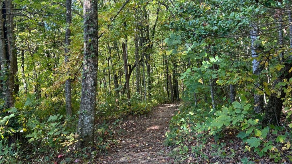 hiking trail at amicalola falls state park.