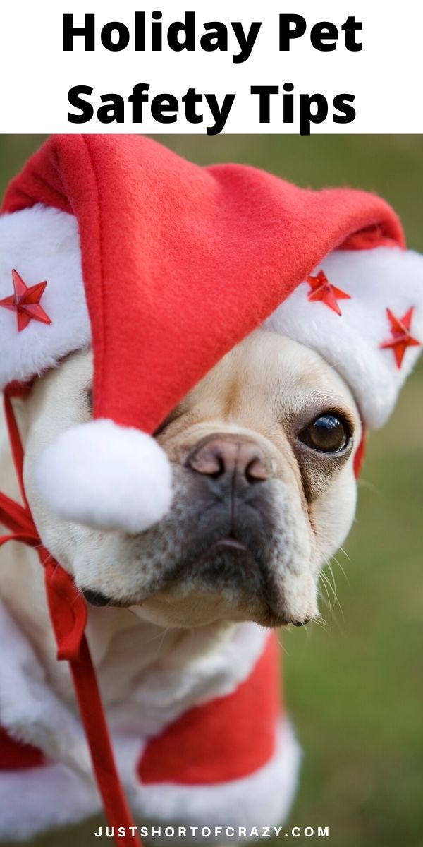 holiday pet safety tips