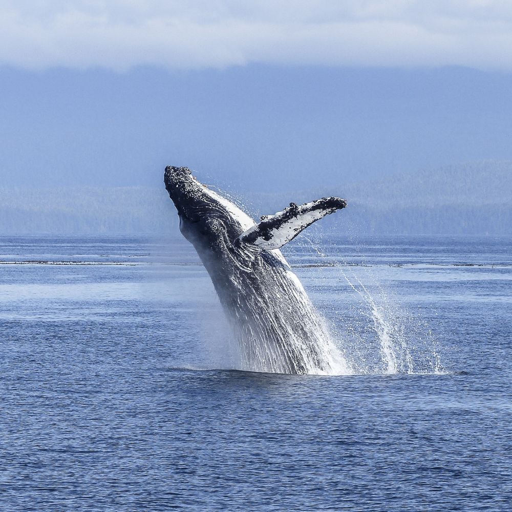 Wildlife Safari in Alaska. humpback whale by ArtTower.