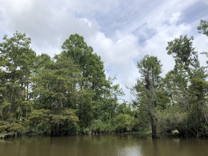 mccoys swamp tour