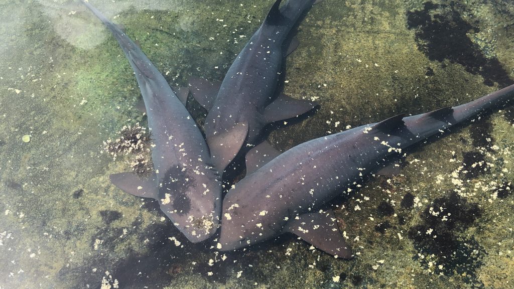 florida oceanographic center