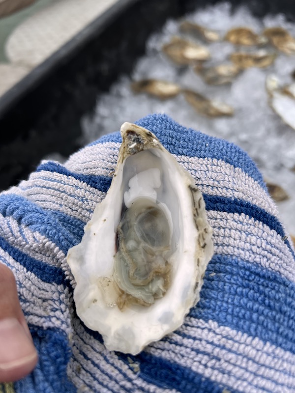 opened oyster from ghost fleet oyster co