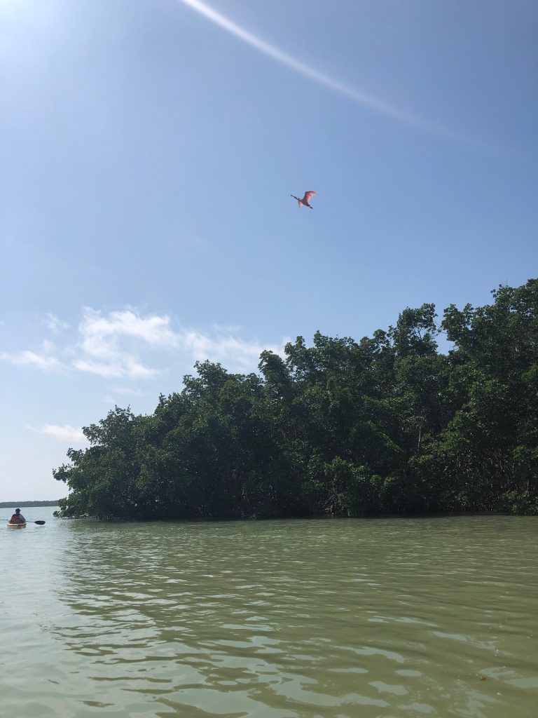 rosette spoonbill flying over everglades national park