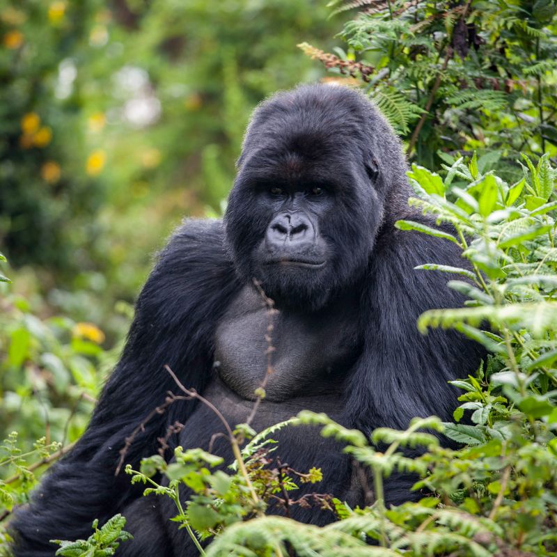 rwanda gorilla trekking