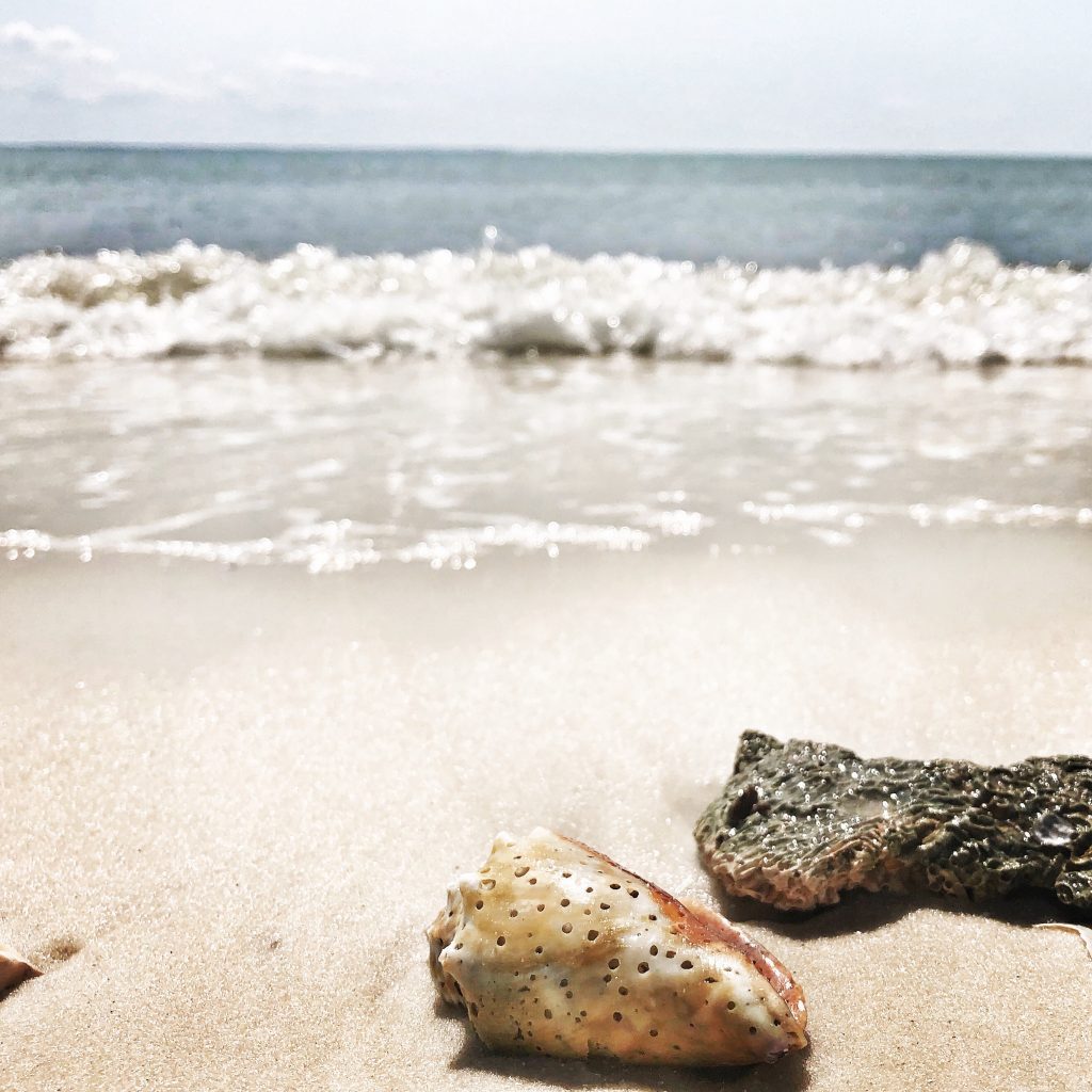 sea shells on the sea shore