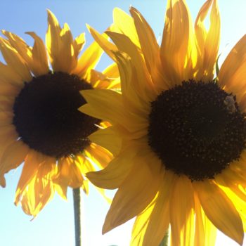SUnflowers in the sun