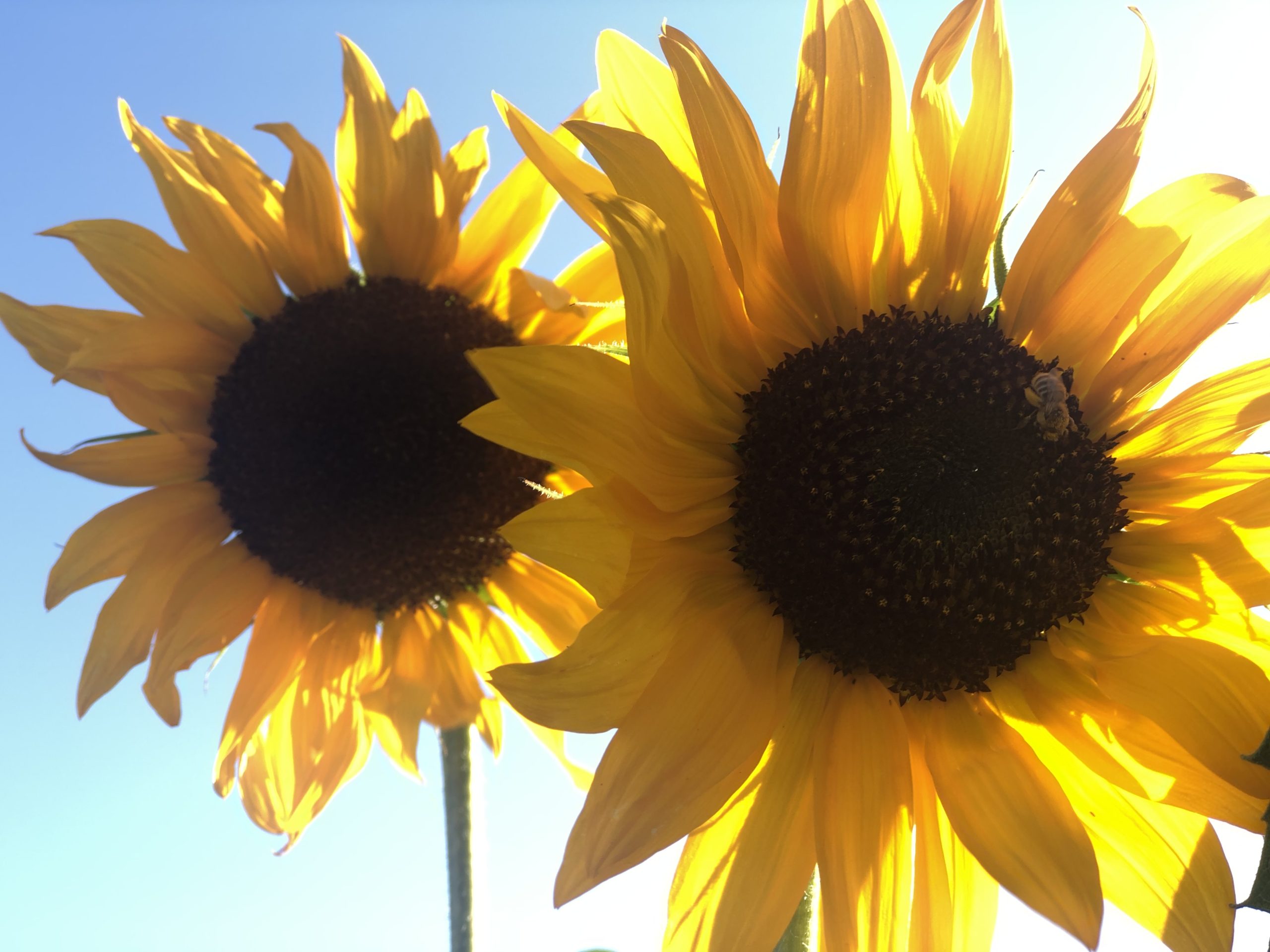 SUnflowers in the sun