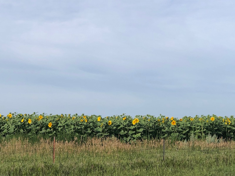 sunflowersND