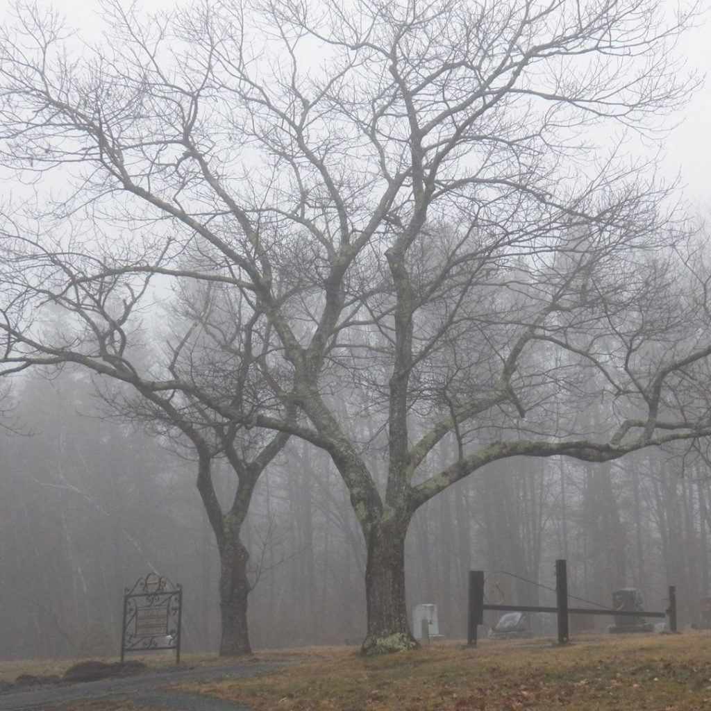  trees in fog at cemetery