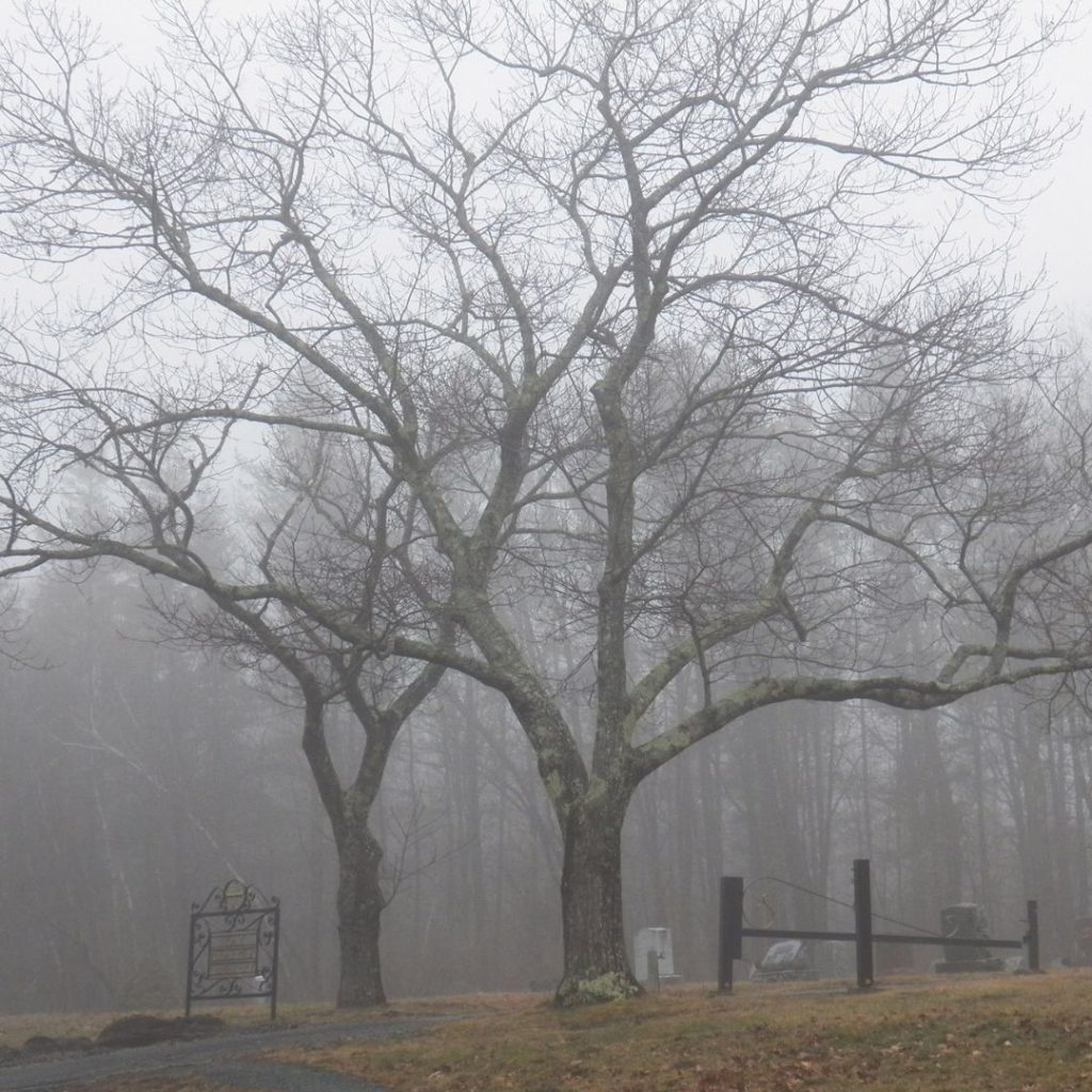 trees in fog at cemetery