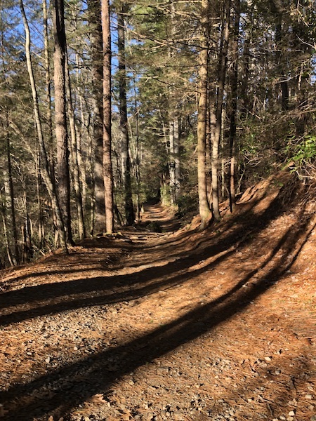 wooded trail helen ga